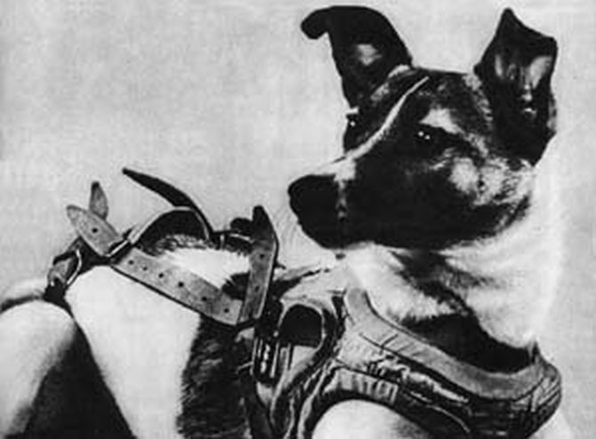 In 1957, Laika in her flight harness.