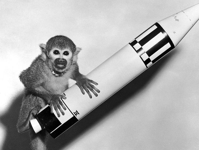 Squirrel monkey 'Baker' rode a Jupiter IRBM into space and back in 1959.