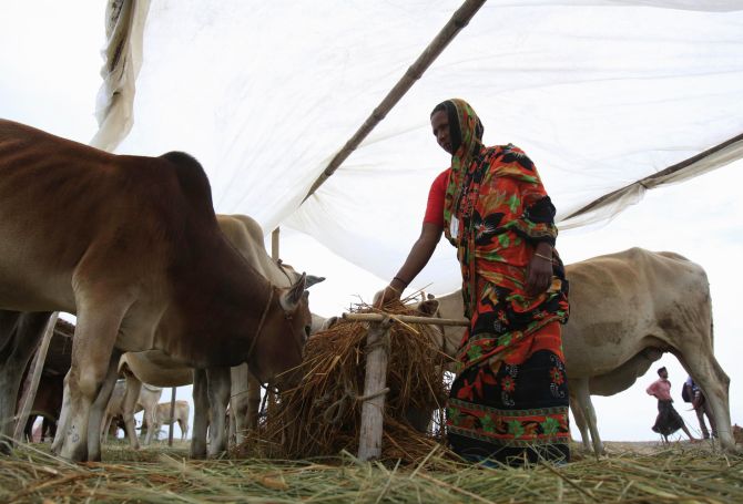 A woman tends to her cattle at a shelter