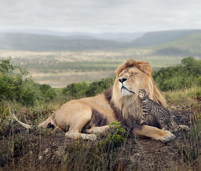 Lion, grooming