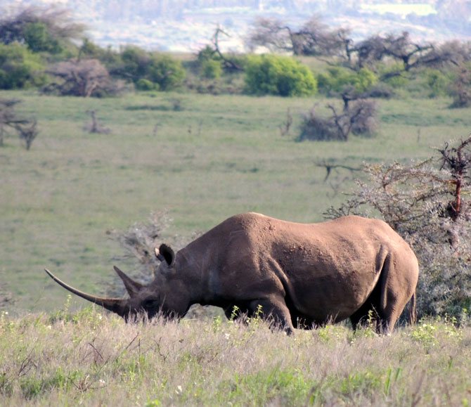A rhino at the Lewa Wildlife Conservancy in Kenya.