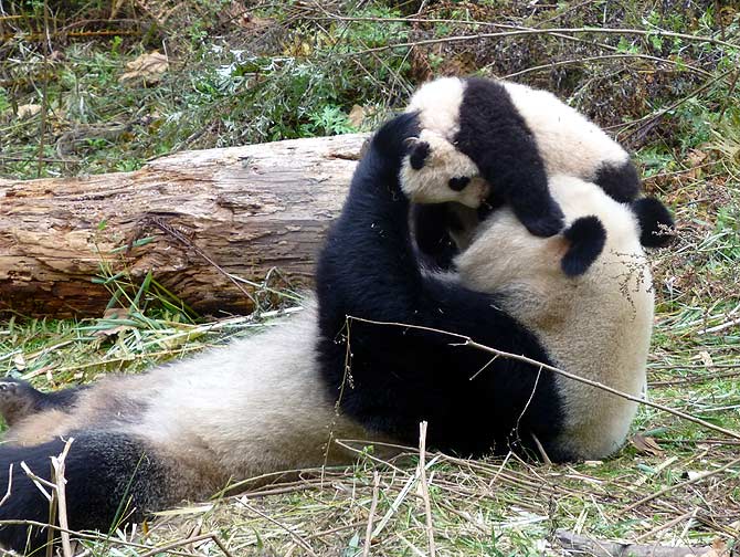 A panda mom and cub at the Wolong panda centre in China.