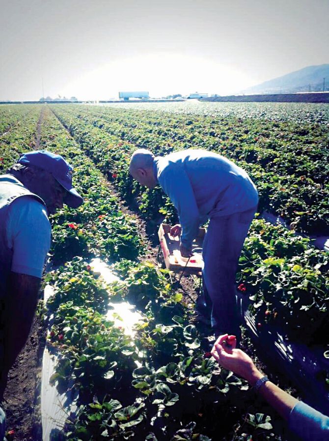 Neel Kashkari connects with the grassroots this year. Among other things he haspicked strawberries in the fields