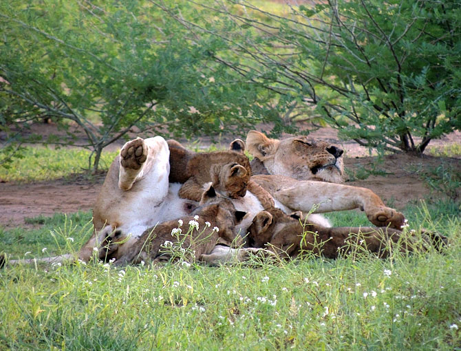 Lions in northern Kenya.