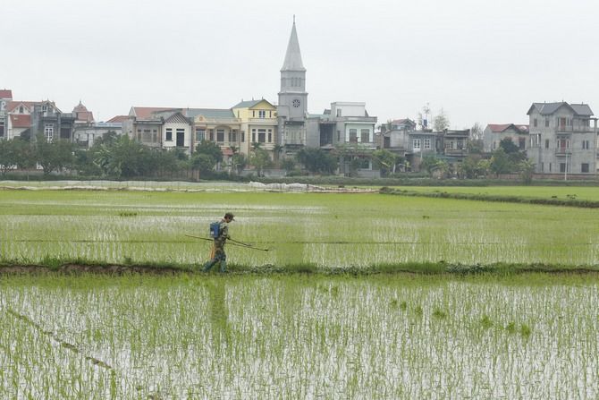 A rice field outside Hanoi