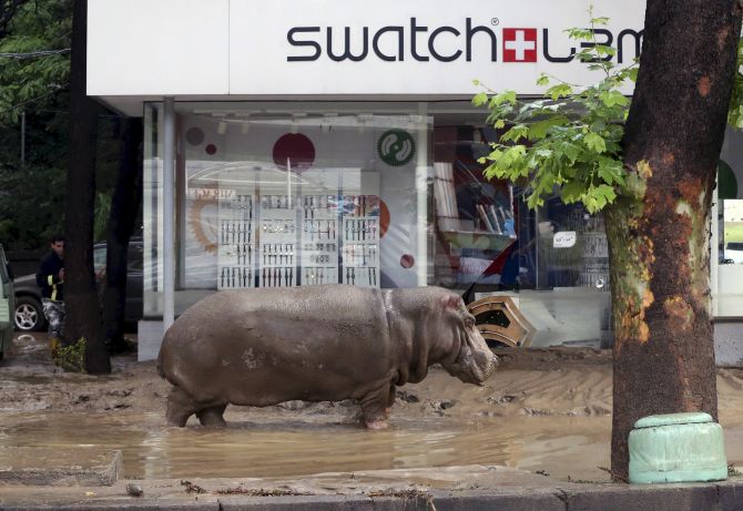 Lookout, there’s a hippo on the street!