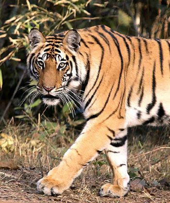 A tiger in the Bandhvgarh National Park. Photograph: Sonil Dedhia/Rediff.com
