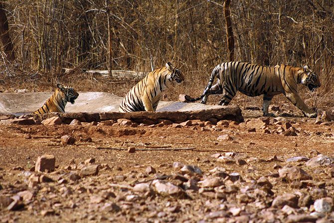 Tigers in the Tadoba National Park, Maharashtra. Photograph: Sonil Dedhia/Rediff.com