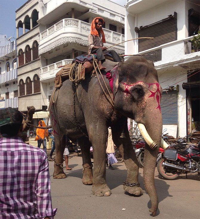 An elephant on Siwan's main road