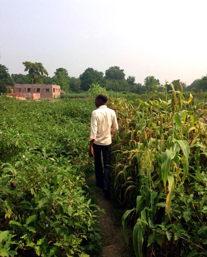 A farmer walks through his field