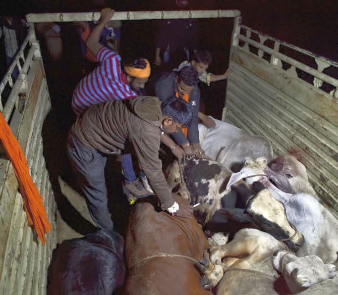 Members of a cow vigilante group unload cows at a rescue shelter in Rajasthan