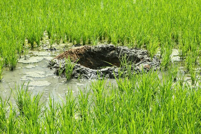 Crater in the paddy field