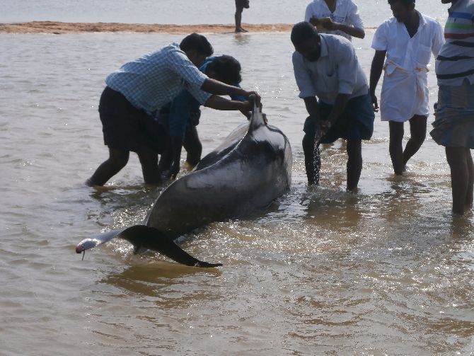 Firshermen try to push a whale back into the sea