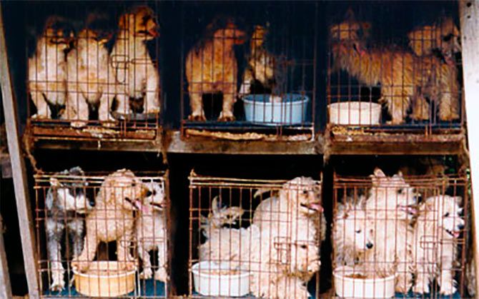 Puppies stuffed into tiny cages in a pet shop.