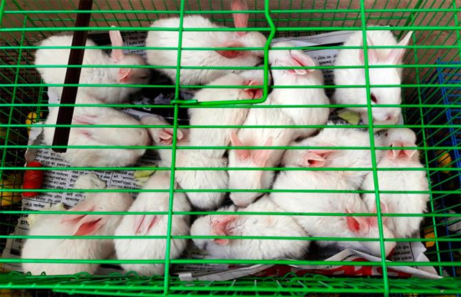 Rabbits for sale... the cage is so crowded that they have no place to move.