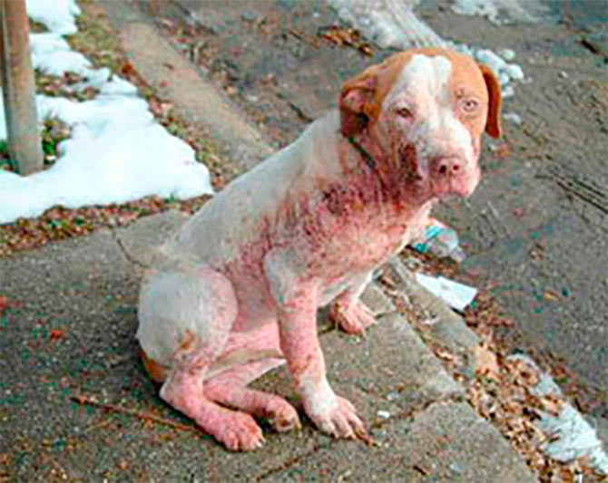07cruelty-against-animals5.jpg
