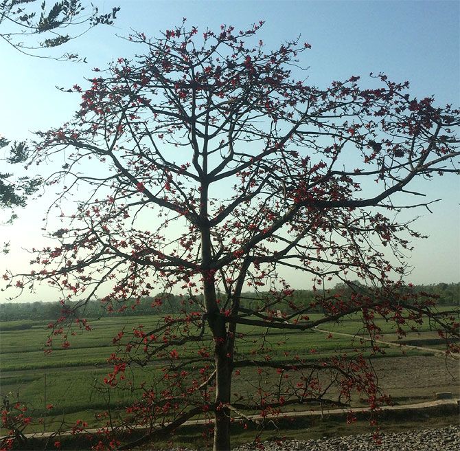 A semal tree in bloom in Simaria village