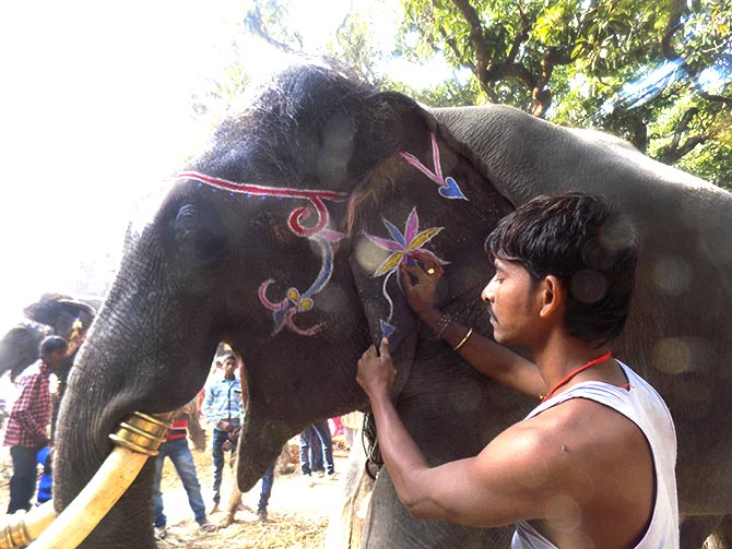 Babusaheb waits patiently while he is decorated by his mahout.