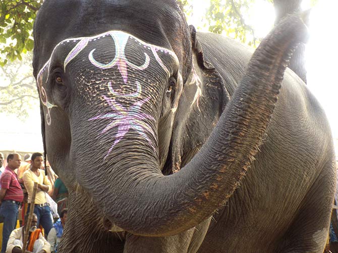 An elephant at the Sonepur Cattle Fair