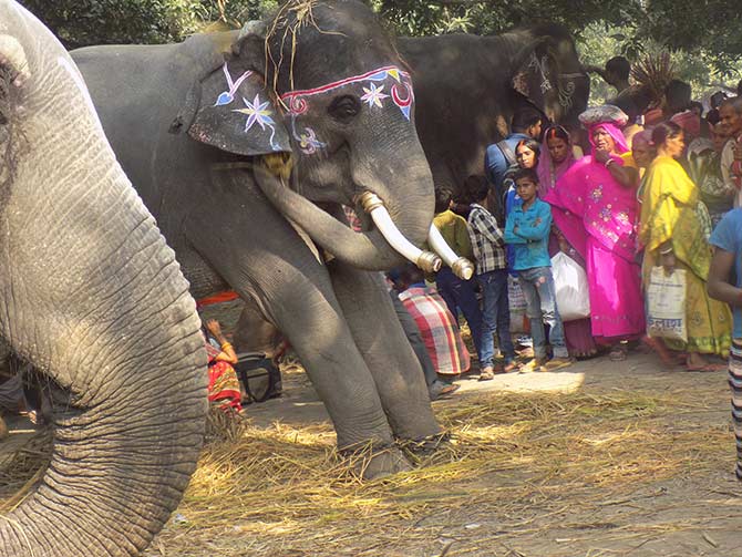 The elephants are the biggest draw at the Sonepur Cattle Fair.