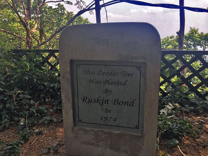 Deodar tree planted by Ruskin Bond