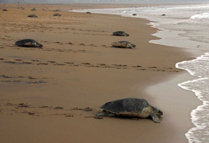 6 Lakh Olive Ridley Turtles Return To Odishas Beaches To Lay Eggs India News 