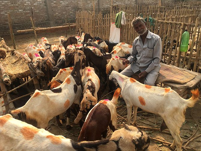 Goat seller at Mela