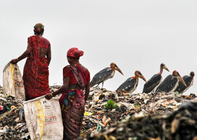 Scavengers, surrounded by a flock of Greater Adjutant birds, collect plastic for recycling at a dump site on World Environment Day in the northeastern Indian city of Guwahati June 5, 2013. Photo: Utpal Baruah/Reuters