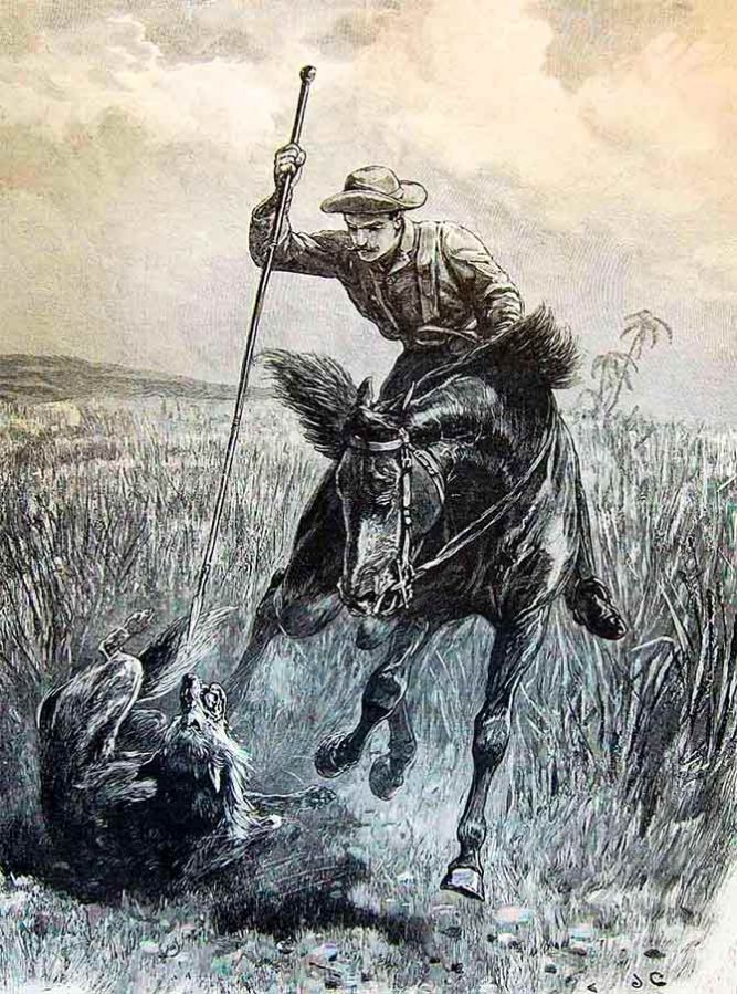 Wolf hunting in India back in 1895. Engraving of a hunter on horseback spearing a wolf in India. Sketch: courtesy The Graphic/Wikimedia Commons