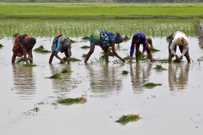 Farmers plant saplings in a paddy field in Allahabad, Uttar Pradesh. Photograph: Jitendra Prakash/Reuters
