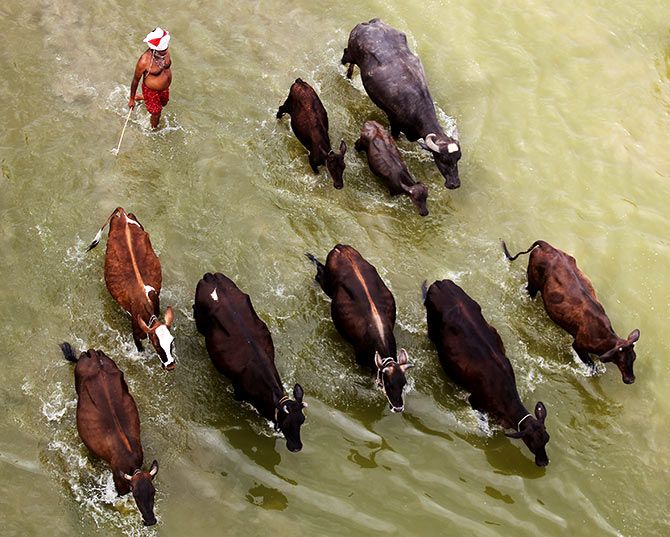 Animals cross the Ganga