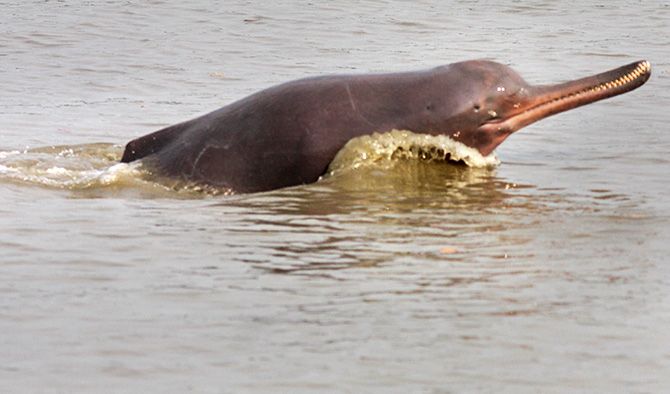 The Gangetic river dolphin