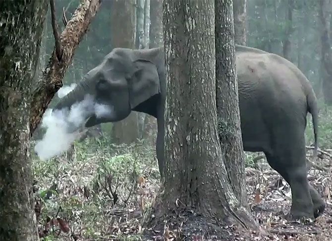 The elephant in Nagarhole National Park