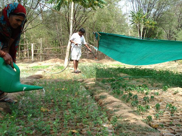 Growing saplings in a nursery for distributon all over India