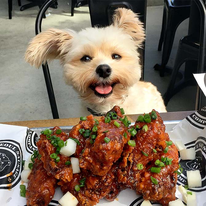 Meet Popeye the Foodie Dog - Rediff.com 