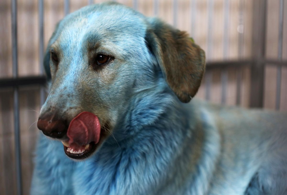 Голубая собака