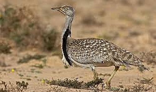 The houbara bustard is hunted for sport and its meat