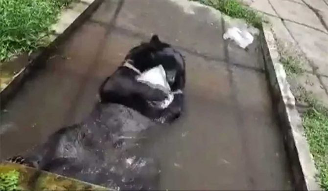 Himalayan black bear enjoys ice bath