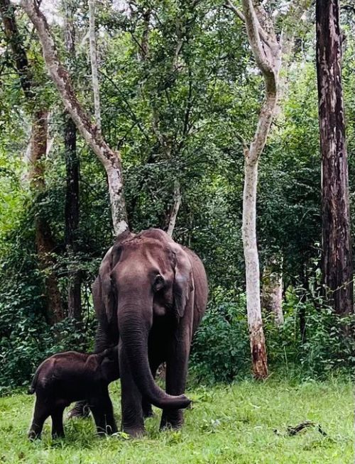 Rahul Gandhi tweeted this image of an elephant with her calf