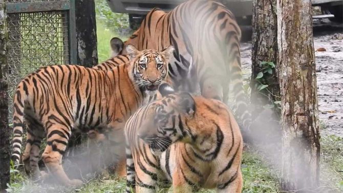 Four tiger cubs released in Bengal Safari