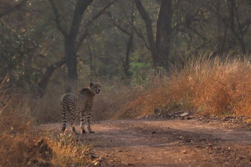 The cheetah Elton roams in Kuno