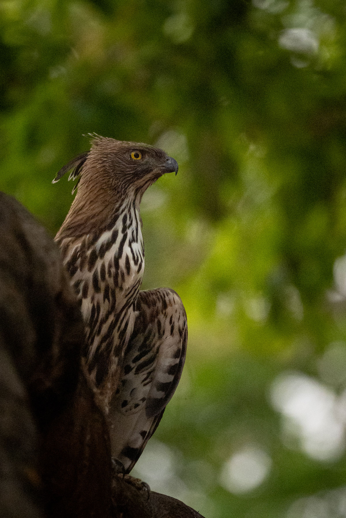 A changeable hawk eagle in Panna National Park