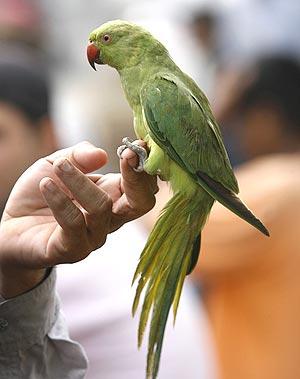 Parakeet Mani