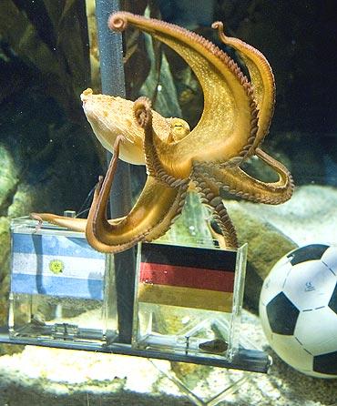 Paul the octopus