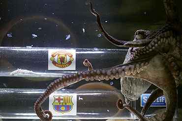 An octopus named Iker predicts Manchester United's victory against Barcelona in their Champions League final soccer match, to be played on May 28