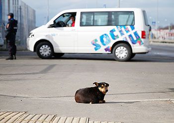 A dog sits outside a vehicle security checkpoint ahead of the Sochi 2014 Winter Olympics near the Olympic Park in Sochi on Wednesday
