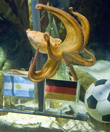 Paul the octopus