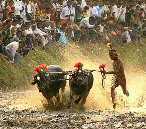 Kambala Buffalo Race 