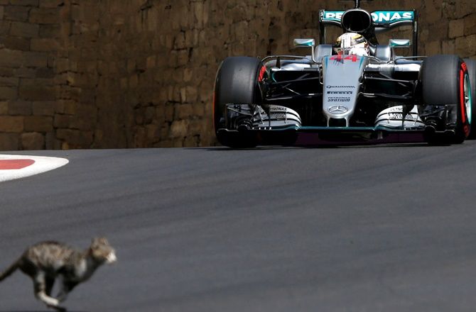 A cat crosses the track in front of Mercedes Formula One driver Lewis Hamilton