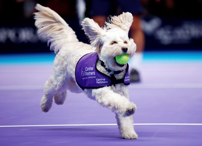 A dog from the charity 'Canine Partners' acts as ball boy for a game during a Champions Tennis doubles match between Mansour Bahrami-Juan Carlos Ferrero and Henri Leconte-Mikael Pernfors at the Royal Albert Hall in London, on Thursday